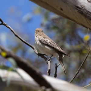 Lalage tricolor at Woodstock Nature Reserve - 26 Nov 2023 11:23 AM