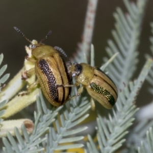 Calomela parilis at The Pinnacle - 24 Feb 2023