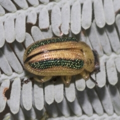 Calomela parilis (Leaf beetle) at Weetangera, ACT - 23 Feb 2023 by AlisonMilton