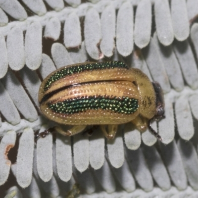 Calomela parilis (Leaf beetle) at The Pinnacle - 23 Feb 2023 by AlisonMilton
