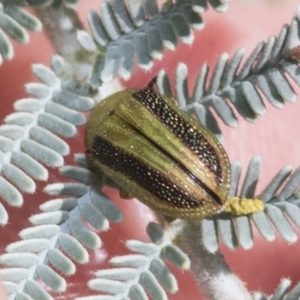 Calomela parilis at The Pinnacle - 24 Feb 2023 08:54 AM