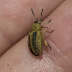 Calomela parilis at The Pinnacle - 24 Feb 2023 08:54 AM