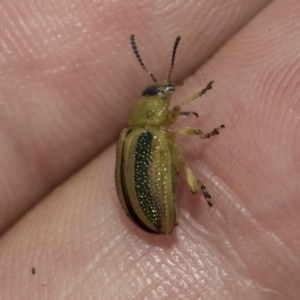 Calomela parilis at The Pinnacle - 24 Feb 2023 08:54 AM