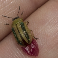 Calomela parilis at The Pinnacle - 24 Feb 2023 08:54 AM