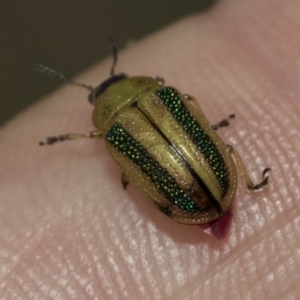 Calomela parilis at The Pinnacle - 24 Feb 2023 08:54 AM