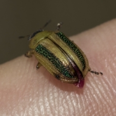 Calomela parilis at The Pinnacle - 24 Feb 2023 08:54 AM