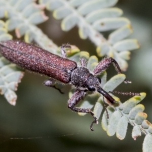 Rhinotia sp. (genus) at The Pinnacle - 24 Feb 2023