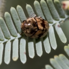 Elaphodes cervinus (Leaf beetle) at The Pinnacle - 23 Feb 2023 by AlisonMilton