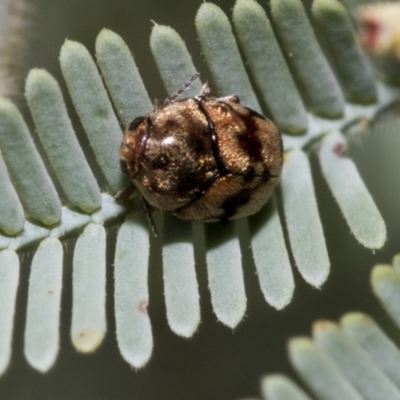 Elaphodes cervinus (Leaf beetle) at Weetangera, ACT - 24 Feb 2023 by AlisonMilton