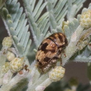 Elaphodes cervinus at The Pinnacle - 24 Feb 2023 10:20 AM