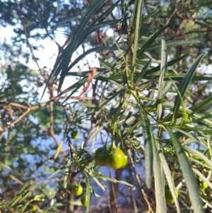 Solanum linearifolium at Lake Burley Griffin West - 27 Nov 2023