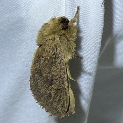 Oncopera (genus) (A Bardie moth) at QPRC LGA - 28 Nov 2023 by SteveBorkowskis