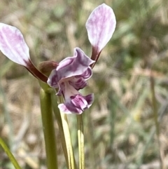 Diuris dendrobioides (Late Mauve Doubletail) at Lower Molonglo - 29 Oct 2023 by Tapirlord