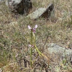 Diuris dendrobioides at suppressed - 29 Oct 2023