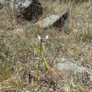 Diuris dendrobioides at suppressed - 29 Oct 2023