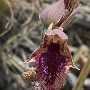 Calochilus platychilus at Denman Prospect 2 Estate Deferred Area (Block 12) - 29 Oct 2023