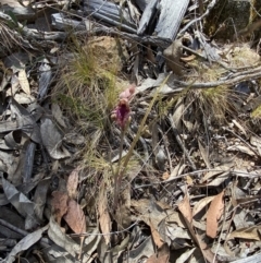 Calochilus platychilus at Denman Prospect 2 Estate Deferred Area (Block 12) - 29 Oct 2023