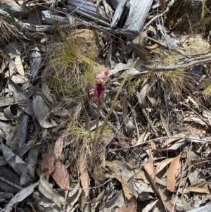 Calochilus platychilus at Denman Prospect 2 Estate Deferred Area (Block 12) - 29 Oct 2023