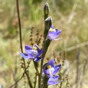 Thelymitra peniculata at Denman Prospect 2 Estate Deferred Area (Block 12) - 29 Oct 2023