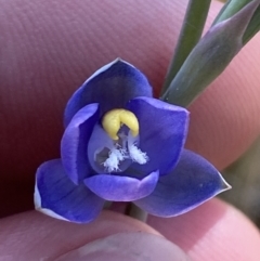 Thelymitra peniculata at Denman Prospect 2 Estate Deferred Area (Block 12) - 29 Oct 2023