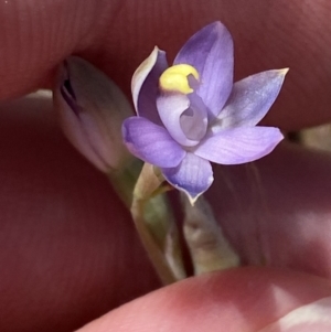 Thelymitra peniculata at Denman Prospect 2 Estate Deferred Area (Block 12) - 29 Oct 2023