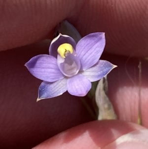 Thelymitra peniculata at Denman Prospect 2 Estate Deferred Area (Block 12) - 29 Oct 2023