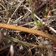 Thelymitra peniculata at Denman Prospect 2 Estate Deferred Area (Block 12) - 29 Oct 2023