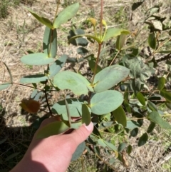 Eucalyptus camphora subsp. humeana (Mountain Swamp Gum) at Lower Cotter Catchment - 29 Oct 2023 by Tapirlord