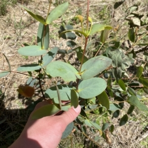 Eucalyptus stellulata at Lower Cotter Catchment - 29 Oct 2023