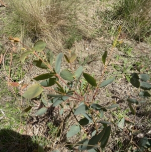 Eucalyptus camphora subsp. humeana at Lower Cotter Catchment - 29 Oct 2023