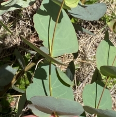 Eucalyptus stellulata at Lower Cotter Catchment - 29 Oct 2023 12:46 PM