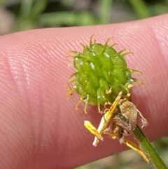 Ranunculus plebeius (Forest Buttercup) at Lower Cotter Catchment - 29 Oct 2023 by Tapirlord