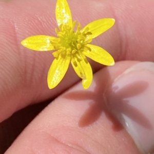 Ranunculus plebeius at Lower Cotter Catchment - 29 Oct 2023