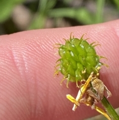 Ranunculus plebeius at Lower Cotter Catchment - 29 Oct 2023