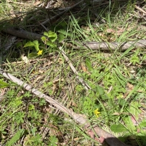 Ranunculus plebeius at Lower Cotter Catchment - 29 Oct 2023