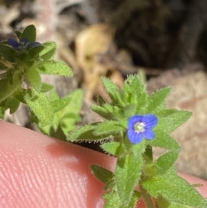 Veronica arvensis at Lower Cotter Catchment - 29 Oct 2023 12:10 PM