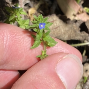 Veronica arvensis at Lower Cotter Catchment - 29 Oct 2023 12:10 PM