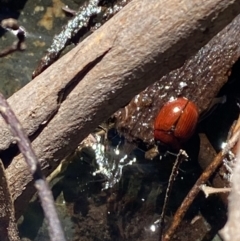 Paropsisterna rufobrunnea at Coree, ACT - 29 Oct 2023 by Tapirlord