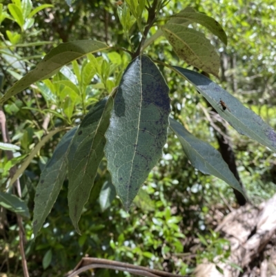 Hedycarya angustifolia (Austral Mulberry) at Namadgi National Park - 29 Oct 2023 by Tapirlord