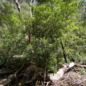 Hedycarya angustifolia at Namadgi National Park - 29 Oct 2023 11:49 AM