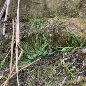 Asplenium trichomanes at Namadgi National Park - suppressed