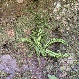 Asplenium trichomanes at Namadgi National Park - suppressed