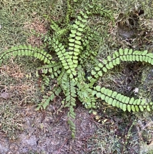 Asplenium trichomanes at Namadgi National Park - suppressed