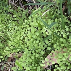 Adiantum aethiopicum (Common Maidenhair Fern) at Coree, ACT - 29 Oct 2023 by Tapirlord