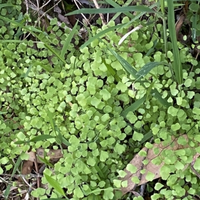 Adiantum aethiopicum (Common Maidenhair Fern) at Coree, ACT - 29 Oct 2023 by Tapirlord