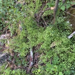 Adiantum aethiopicum at Namadgi National Park - 29 Oct 2023