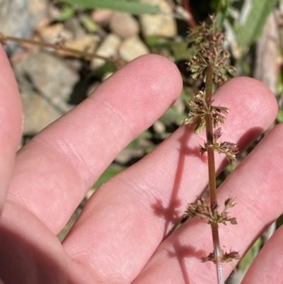 Rumex brownii (Slender Dock) at Coree, ACT - 29 Oct 2023 by Tapirlord