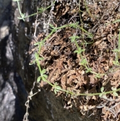 Galium polyanthum (Rockpile Bedstraw) at Namadgi National Park - 29 Oct 2023 by Tapirlord