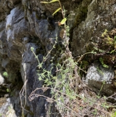 Galium polyanthum at Namadgi National Park - 29 Oct 2023 11:20 AM