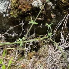 Galium polyanthum at Namadgi National Park - 29 Oct 2023 11:20 AM